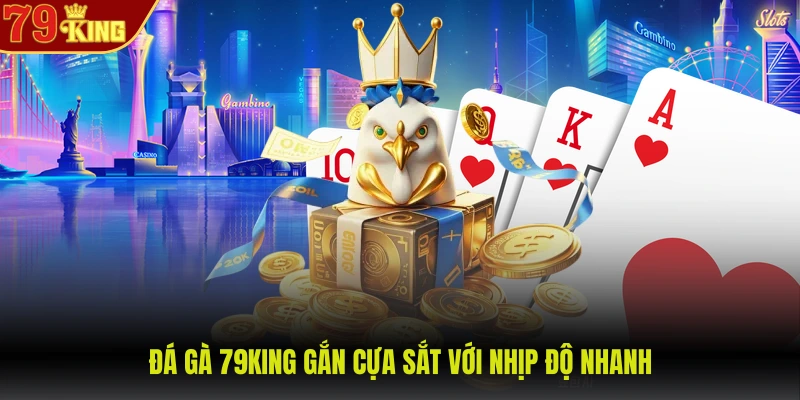 Đá gà 79KING gắn cựa sắt với nhịp độ nhanh